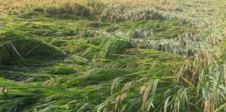 নওগাঁয় কালবৈশাখীর তাণ্ডবে পাকা ধান ও আমের ব্যাপক ক্ষতি
