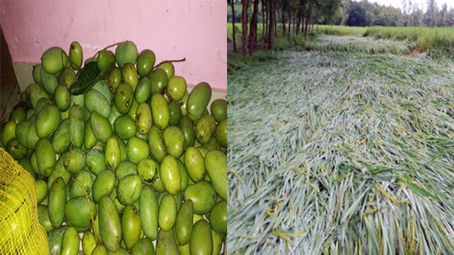 ধান