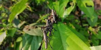 পঙ্গপাল সদৃশ পোকা তদন্তে