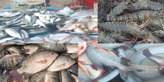 মাছ চিংড়ির মাধ্যমে করোনা