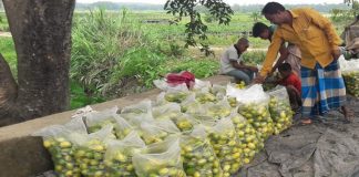 লাভজনক সবজি হিসেবে কাঁকরোলের