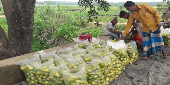 লাভজনক সবজি হিসেবে কাঁকরোলের