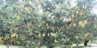 গাছে গাছে ঝুলছে বিষমুক্ত আম