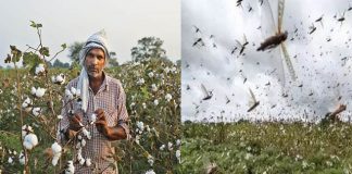 ভারতে চলতি বছরেই ভয়াবহ পঙ্গপালের আক্রমণের শঙ্কা, কমবে তুলা উৎপাদন