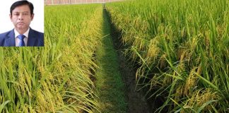 আমন ধানের ফলন বৃদ্ধিতে