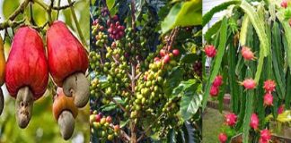 কাজু, কফি, ড্রাগনসহ অপ্রচলিত