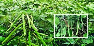 সমন্বিতভাবে আগাছা দমনে মুগডালের