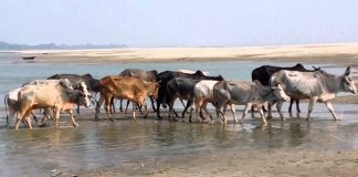 কোরবানিতে গবাদিপশু অনুপ্রবেশ বন্ধে কঠোর অবস্থানে সরকার