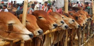 রাজশাহীতে বসবে ২৫ কোরবানির হাট, থাকছে বেশ কিছু নিষেধাজ্ঞা