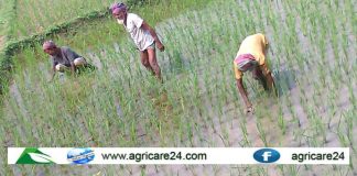 দেশে আউশের আবাদে রেকর্ড