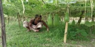 আগাম লাউ ও করলা