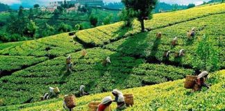 করোনা মহামারীতে শ্রীলংকার চা