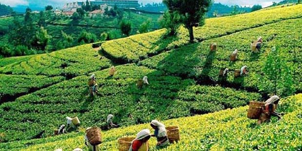 করোনা মহামারীতে শ্রীলংকার চা