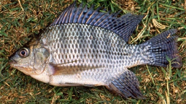পুকুরে শামুক থাকলে নাইলোটিকা