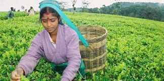 ১৭ হাজার কোটি রুপির চা রফতানি করলো শ্রীলংকা