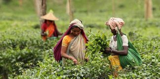 দক্ষিণ ভারতের কনোড়ে কমেছে চায়ের সরবরাহ