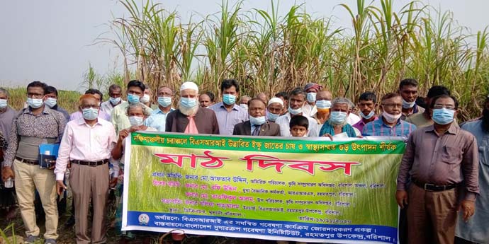 আখের সাথে সাথী ফসলে