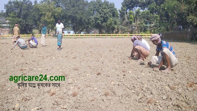 আলু