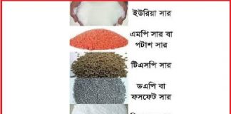 জেনে নিন কোন সারের কী কাজ ও অভাবজনিত লক্ষণ