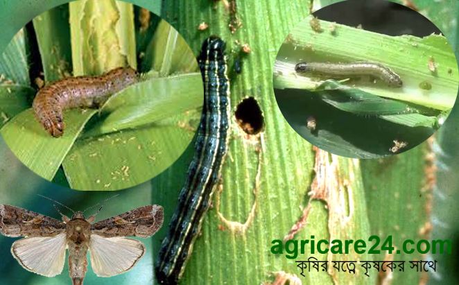 লেদাপোকা