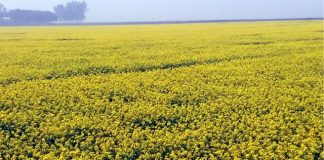নওগাঁয় হলুদ রঙে সেজেছে দিগন্তজোড়া মাঠ