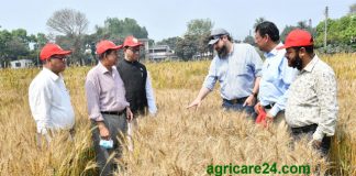 দেশে উৎপাদন হবে পাতা ঝলসানো ও মরিচা রোগপ্রতিরোধী বারি গম-৩৩