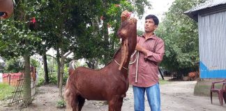 ৫১ বছর ধরে ছাগল পালন, অভাবনীয় এক সাফল্য