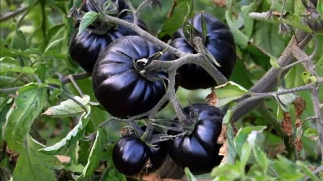 কুমিল্লার আহমেদ জামিলের ক্ষেতে কালো টমেটো