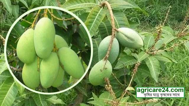 কাটিমন ১১