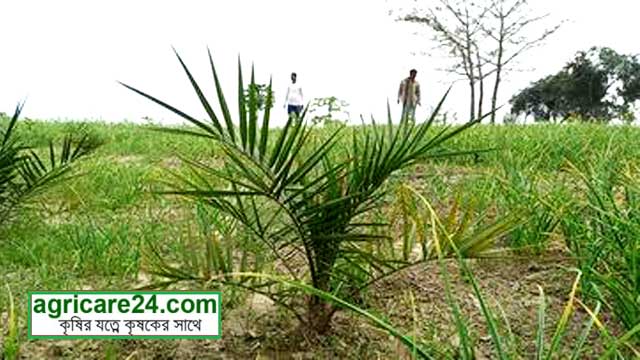 খেজুর