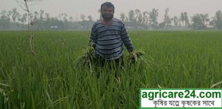 ধান চাষি