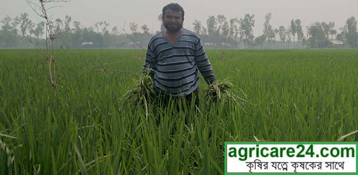 ধান চাষি