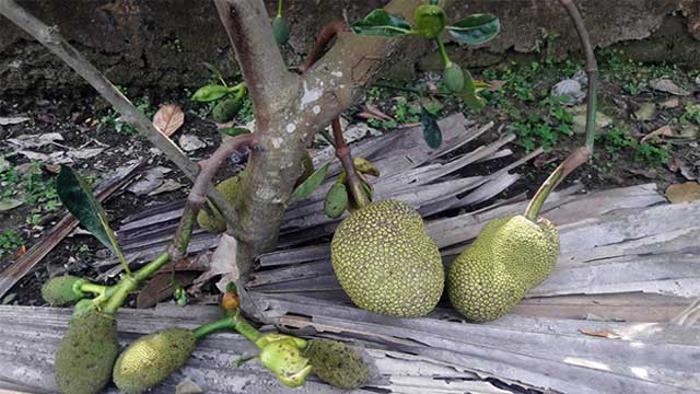 কাঁঠাল