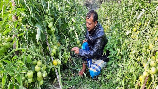 টমেটো