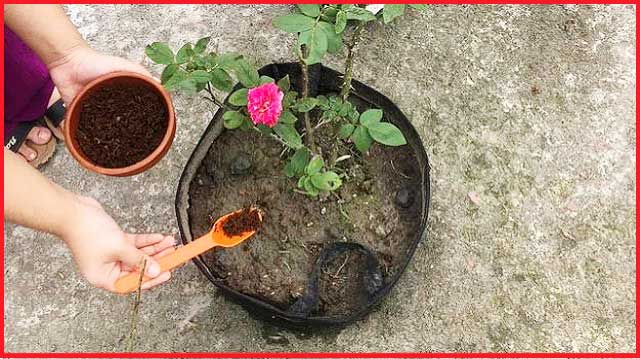 বাগান