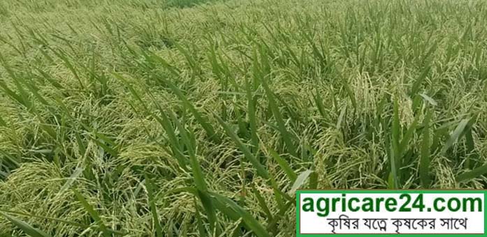 বোরো ধান