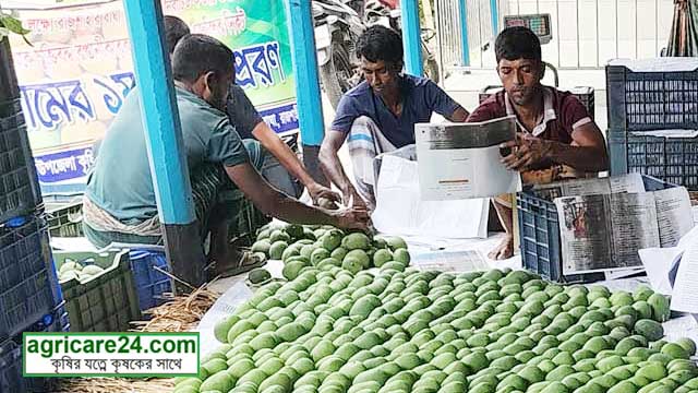 আম (2)