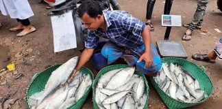 দুই ইলিশের দাম সাড়ে ১৬ হাজার