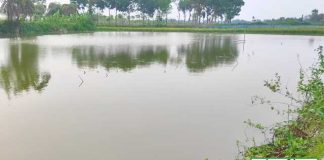পুকুরে প্রাকৃতিক খাদ্য তৈরির কৌশল