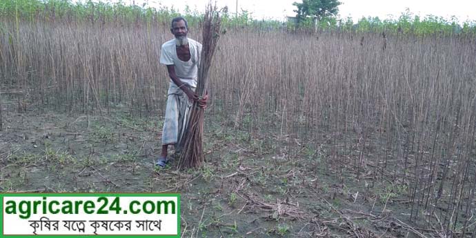 রোদে তাপে পুড়ছে পাট