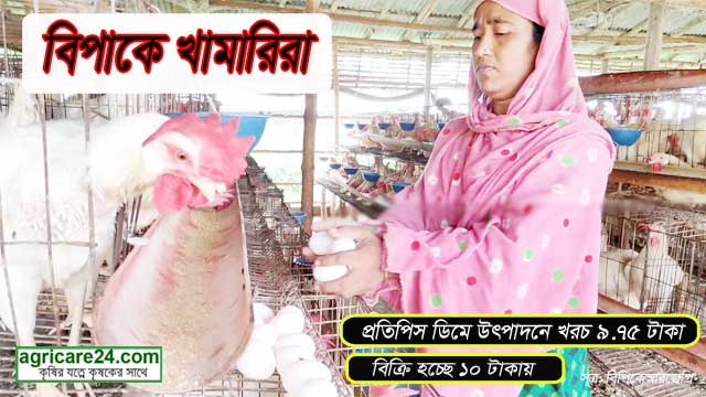 মুরগি