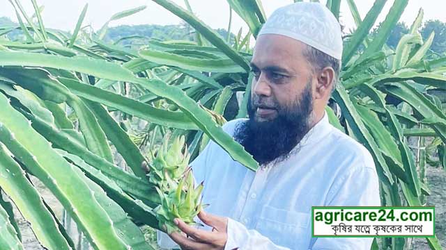 ড্রাগন