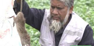 ৩০ বছর ধরে ইঁদুর ধরা পেশায় আনোয়ার