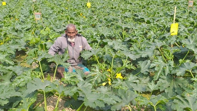 স্কোয়াশ