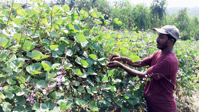 শিম
