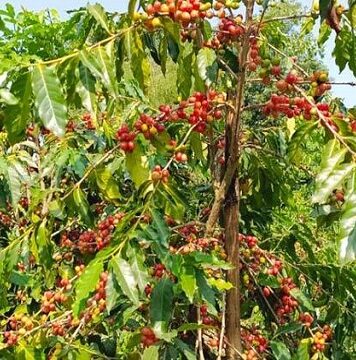 কফি চাষে সফল টাঙ্গাইলের কৃষক ছানোয়ার: বছরে উৎপাদন ১ টন