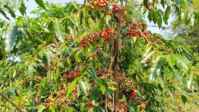 কফি চাষে সফল টাঙ্গাইলের কৃষক ছানোয়ার: বছরে উৎপাদন ১ টন