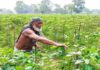 গোমতীর চরে বন্যার পর আবারও শাকসবজি আবাদে ব্যস্ত কুমিল্লার কৃষকরা