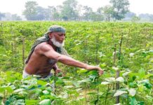 গোমতীর চরে বন্যার পর আবারও শাকসবজি আবাদে ব্যস্ত কুমিল্লার কৃষকরা