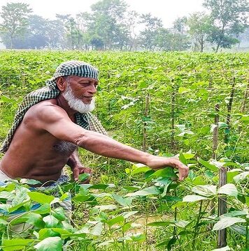 গোমতীর চরে বন্যার পর আবারও শাকসবজি আবাদে ব্যস্ত কুমিল্লার কৃষকরা